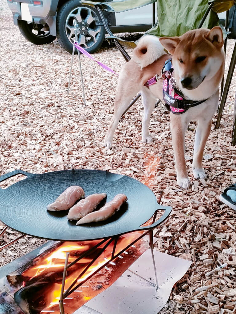 犬とキャンプ